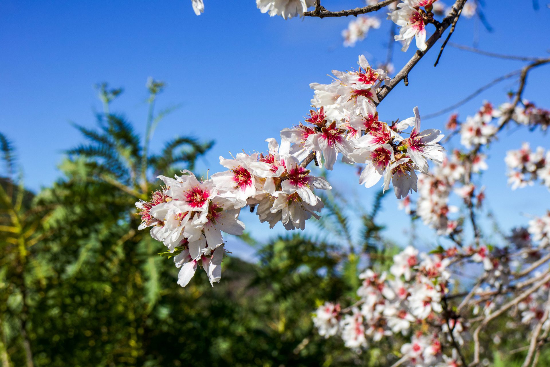 Programa de actividades del Almendro en flor