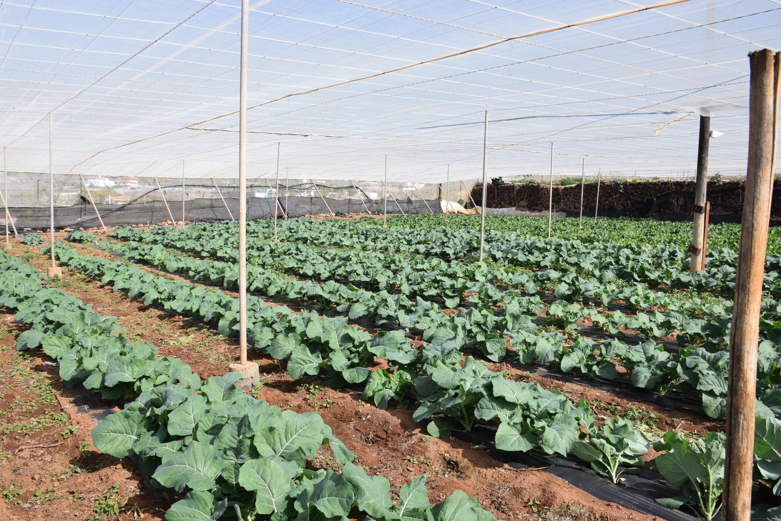 El Ayuntamiento abre el plazo para solicitar ayudas destinadas al sector primario del municipio