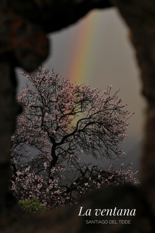 El Ayuntamiento da a conocer a los ganadores del concurso de fotografía “Almendro en Flor” 2023